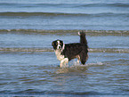 laufender Australian Shepherd