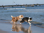 rennende Australian Shepherds