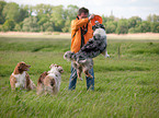 spielende Australian Shepherds