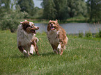 rennende Australian Shepherds