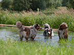 Australian Shepherds