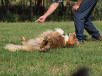 Australian Shepherd beim Dog Dance