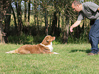 Australian Shepherd beim Training