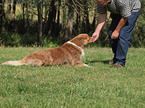 Australian Shepherd beim Dog Dance