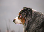 Australian Shepherd Portrait