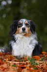 Australian Shepherd