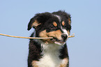 Australian Shepherd Welpe