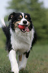 Australian Shepherd