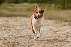 spielender Australian Shepherd