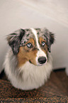 Australian Shepherd