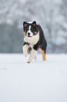 rennender Australian Shepherd