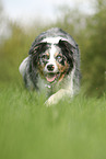 laufender Australian Shepherd