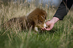 junger Australian Shepherd