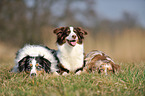 3 Australian Shepherds