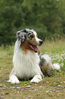 liegender Australian Shepherd