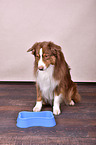 sitzender Australian Shepherd