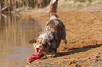 spielender Australian Shepherd