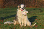 2 Australian Shepherd