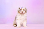 Australian Shepherd Welpe