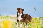 junger Australian Shepherd