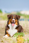 junger Australian Shepherd