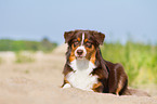 junger Australian Shepherd