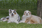 Australian Shepherds