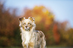 Australian Shepherd Portrait