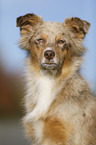 Australian Shepherd Portrait