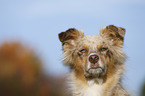 Australian Shepherd Portrait