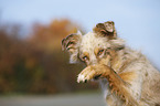 Australian Shepherd Portrait