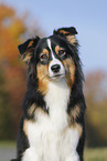 Australian Shepherd Portrait