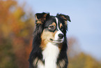 Australian Shepherd Portrait