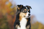 Australian Shepherd Portrait