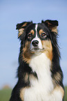 Australian Shepherd Portrait