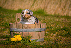 Australian Shepherd Welpe in Holzbottich