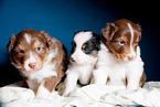 junger Australian Shepherd Welpe