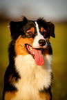 Australian Shepherd Portrait