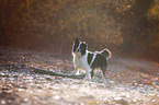 Australian Shepherd