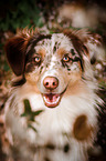 Australian Shepherd Portrait