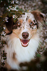 Australian Shepherd