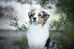 Australian Shepherd Portrait