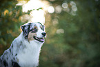 Australian Shepherd Portrait