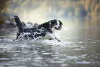Australian Shepherd rennt durchs Wasser