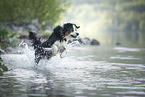 Australian Shepherd rennt durchs Wasser