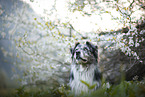 Australian Shepherd Portrait