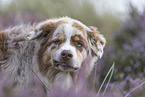 Australian Shepherd Portrait