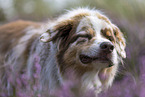 Australian Shepherd Portrait