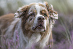 Australian Shepherd Portrait