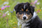 Australian Shepherd Portrait